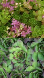 b2ap3_thumbnail_sedum_blog-172x300.jpg